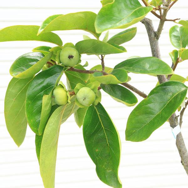 果樹 庭木 21年レディースファッション福袋特集