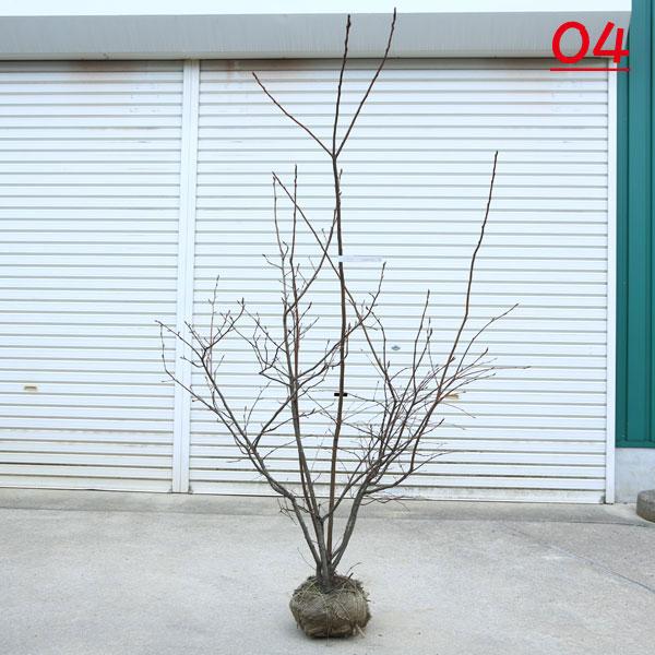 庭木　植木：ジューンベリー（アメリカザイフリボク）　現品をお選びください。　樹高150ｃｍ　全高170ｃｍ*　佐川急便｜y-bonsai｜05