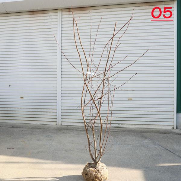 庭木 植木:ジューンベリー(アメリカザイフリボク) 現品をお 庭木 植木:ジューンベリー(アメリカザイフリボク) 現品をお