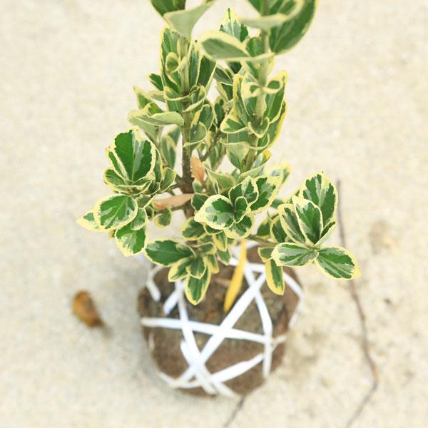 マキ 槙 斑入り 7号鉢つき 極上斑❗ マキ 槙 斑入り 7号鉢つき 極上斑❗