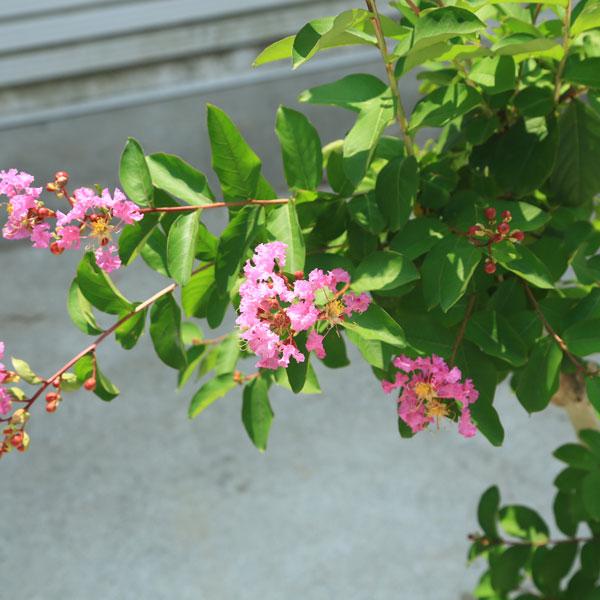 庭木 植木 シンボルツリー サルスベリ 百日紅 紫系 現品限り 佐川急便発送 落葉樹 プレゼントを選ぼう Ahmedmostafa Us