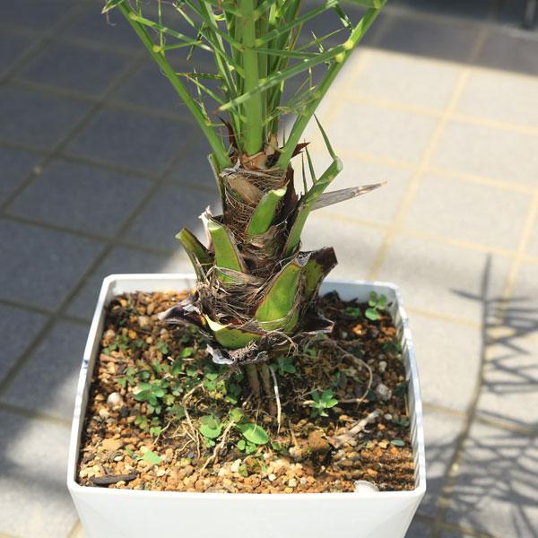 庭木 植木 観葉 古代樹：ナツメヤシ（なつめやし） *オシャレポット