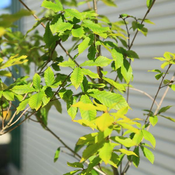 庭木・植木：コナラ（こなら）* 株立ち 現品限り！ 樹高：約170cm