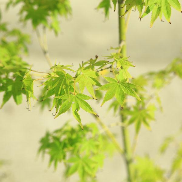 現品庭木・植木：青柳もみじ（あおやぎもみじ）*紅葉　樹高110ｃｍ　佐川急便発送　現品限り！｜y-bonsai｜04