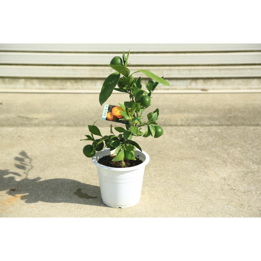 庭木 植木 果樹：宮川早生ミカン*（早生みかん）蜜柑 苗 6号 わせ