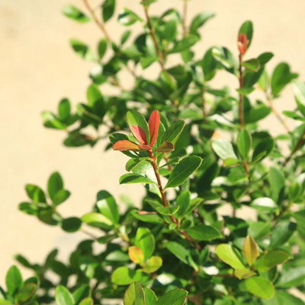 庭木・植木：紅姫シャリンバイ（車輪梅） 樹高40cm : 遊恵盆栽 Yahoo
