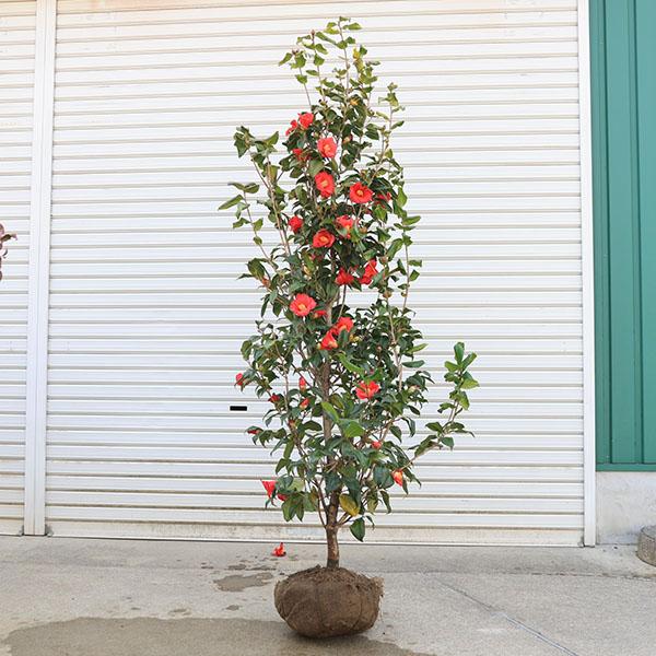 庭木・植木:やぶつばき（薮椿）ヤブツバキ 赤花 樹高160cm *佐川急便