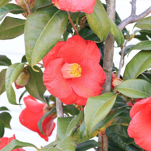 庭木・植木:やぶつばき（薮椿）ヤブツバキ 赤花 樹高160cm *佐川急便