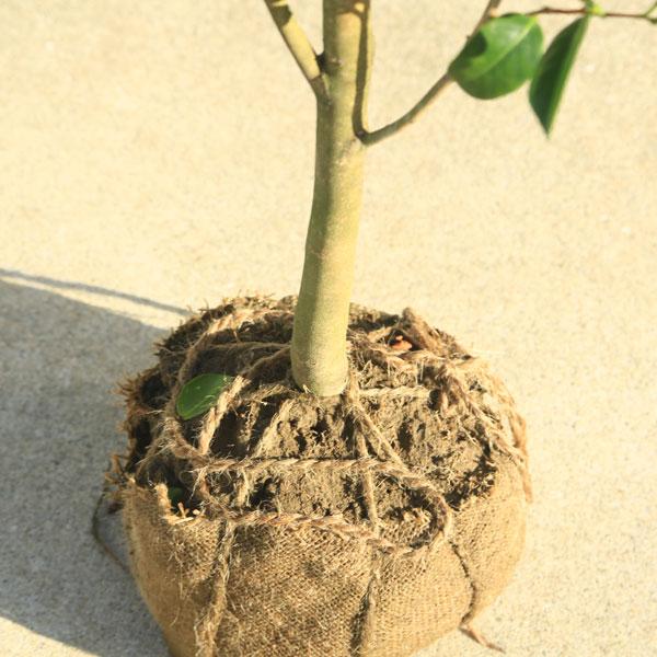 庭木・植木:やぶつばき（薮椿）ヤブツバキ　赤花　樹高160ｃｍ　*佐川急便発送｜y-bonsai｜03