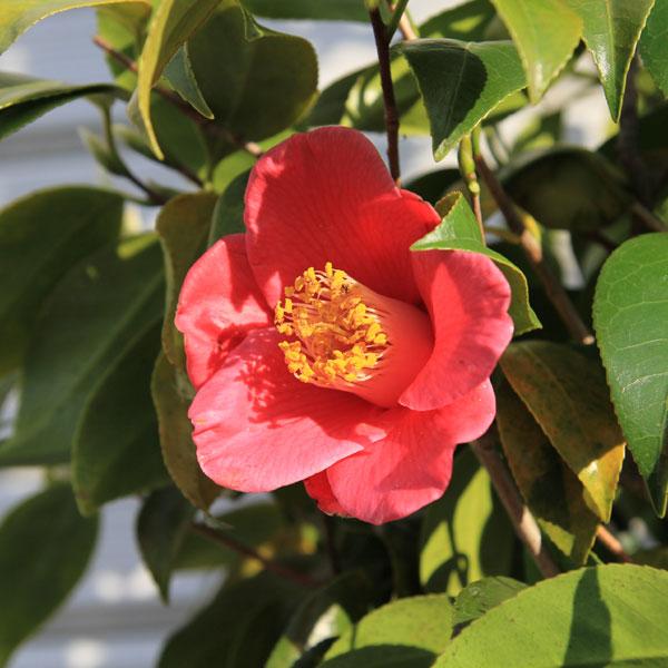 庭木・植木:やぶつばき（薮椿）ヤブツバキ 赤花 樹高160cm *佐川急便