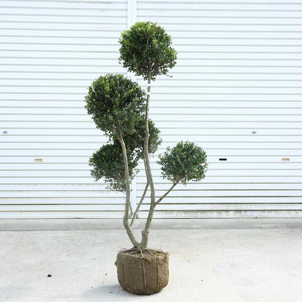 特選庭木・植木：キンメツゲ（柘植）玉散らし*全高140cm 現品限り 大型佐川急便配送 : 遊恵盆栽 Yahoo!店 - 通販 - Yahoo ...