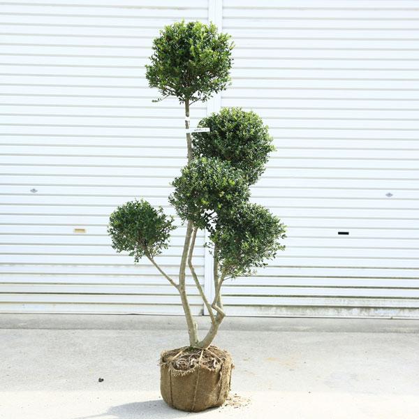 キンメツゲ 散らし 約110cm 根巻【トピアリー/玉柘植/柘植/苗木/植木