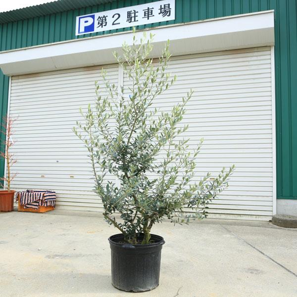 特選庭木・植木：オリーブ（レッチーノ）*全高150cm 現品限り 大型