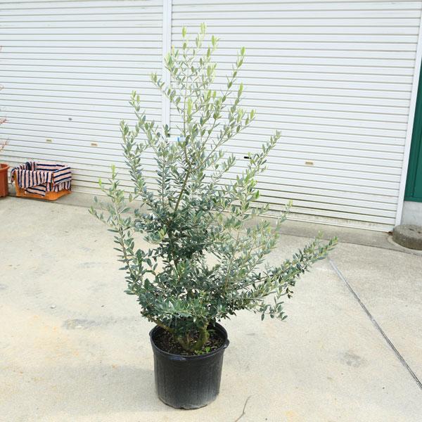 特選庭木・植木:オリーブ(レッチーノ)*全高150cm 現品限り 特選庭木・植木:オリーブ(レッチーノ)*全高150cm 現品限り