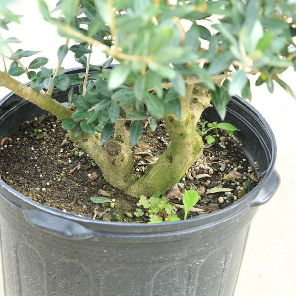 特選庭木・植木:オリーブ(レッチーノ)*全高150cm 現品限り 特選庭木・植木:オリーブ(レッチーノ)*全高150cm 現品限り