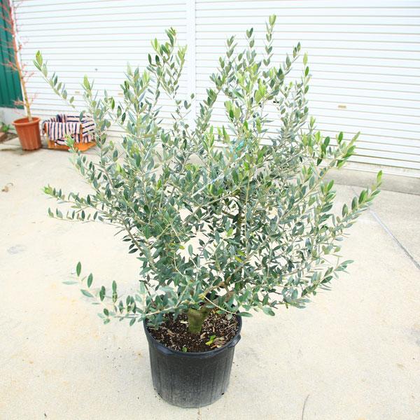 特選庭木・植木：オリーブ（レッチーノ）*全高120cm 現品限り 大型