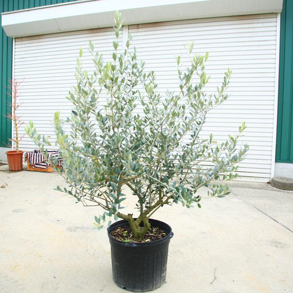 特選庭木・植木：オリーブ（レッチーノ）*全高120cm 現品限り 大型