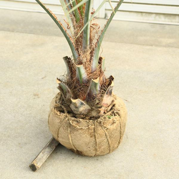 特大庭木 植木 ：ココスヤシ（ココス）ヤシの木* 現品限り！ 佐川急便