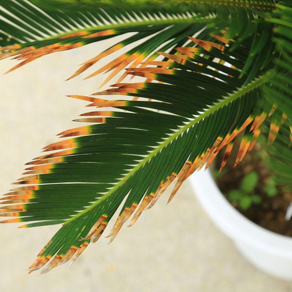 送料込み　金環蘇鉄　金環ソテツ　形状良　幹太　庭木　盆栽　鉢植え　現品　希少 園芸ネット本店｜金環ソテツ 7号鉢植え の通販【公式】
