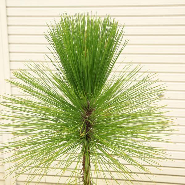 特選庭木・植木：大王松（だいおうしょう） 現品一点限り大株*だいおうまつ 佐川急便発送 : 遊恵盆栽 Yahoo!店 - 通販 - Yahoo ...