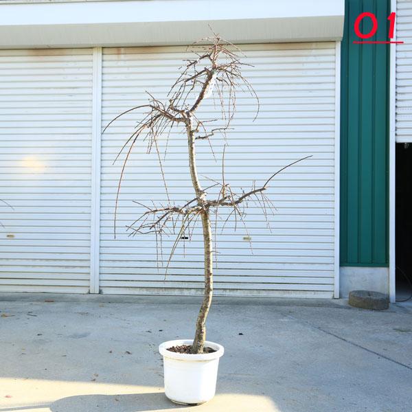 特選庭木：しだれ梅（紅梅）赤花* 樹高：約150cm 全高：160cm 現品