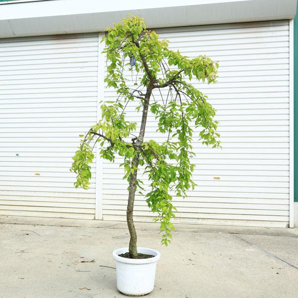 特選庭木：しだれ梅（紅梅）赤花* 樹高：約150cm 全高：160cm 現品