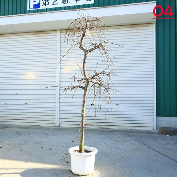 特選庭木：しだれ梅（紅梅）赤花* 樹高：約150cm 全高：160cm 現品