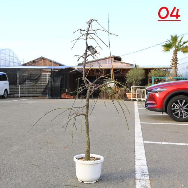 特選庭木：しだれ梅（白梅）* 樹高：約140-150cm 全高：150-160cm