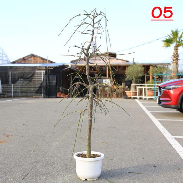 特選庭木：しだれ梅（白梅）* 樹高：約140-150cm 全高：150-160cm