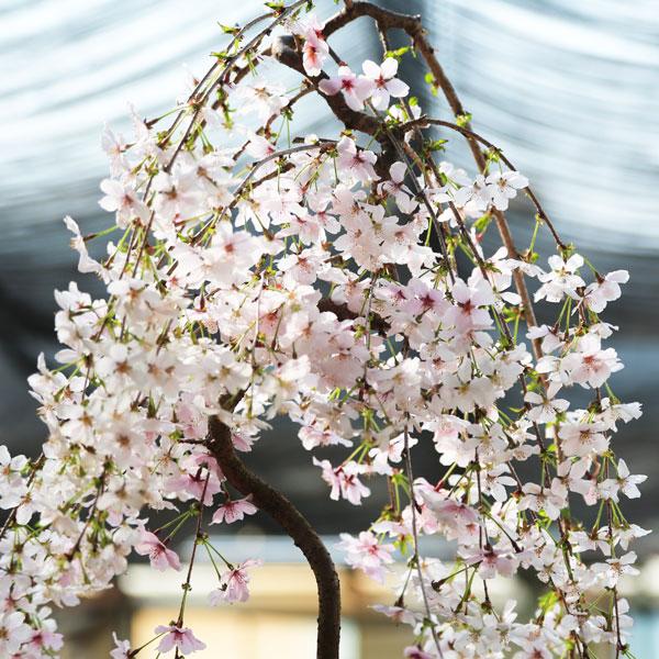 送料無料 庭木：しだれ桜(しだれ富士桜)一重しだれ桜* 樹高：約140cm 佐川急便大型商品発送！大人気樹種！現品限り！ : 遊恵盆栽 ...