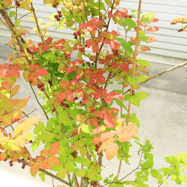 希少庭木・植木：ナツハゼ（なつはぜ）* 現品限り！ 樹高：約140cm