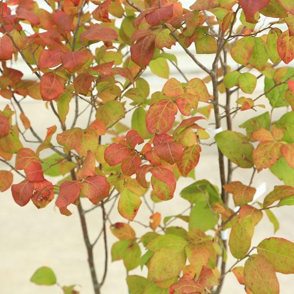 希少庭木・植木：ナツハゼ（なつはぜ）* 現品限り！ 樹高：約160cm 全高170cm 佐川急便発送 :n2095v-3:遊恵盆栽 Yahoo ...