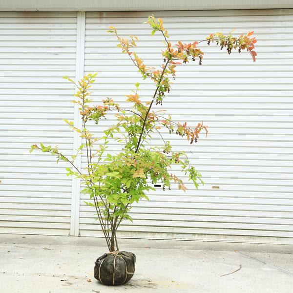 希少庭木・植木：ナツハゼ*（なつはぜ） 現品限り！ 樹高：約170cm