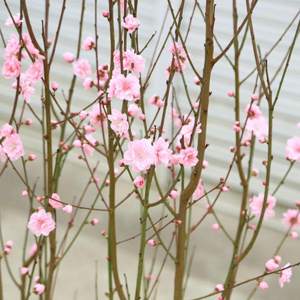 庭木・植木：花桃（宝塚小町）小輪桃色八重 桃の木 現品限り 樹高