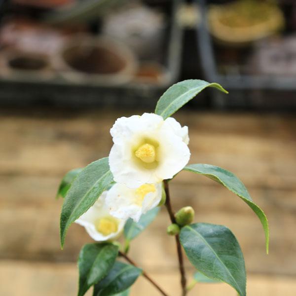 庭木 植木 苗 茶花：つばき （白侘助）* しろわびすけ ツバキ 椿 : 遊恵盆栽 Yahoo!店 - 通販 - Yahoo!ショッピング