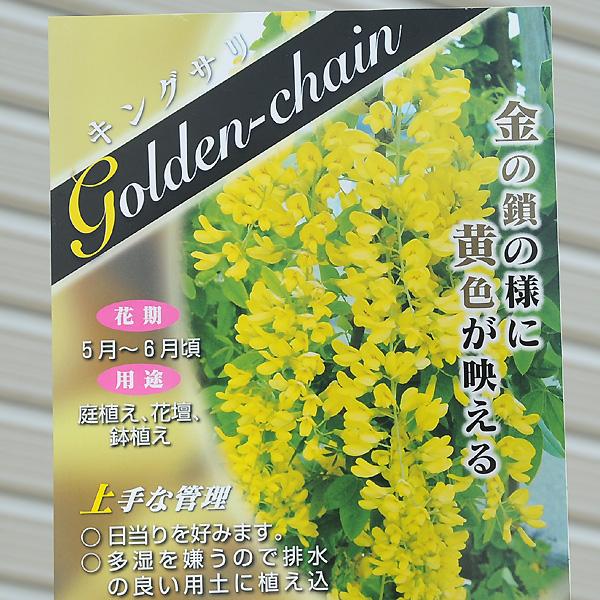 庭木：キングサリ*（黄花藤・キバナフジ・ゴールデンチェーン）大株