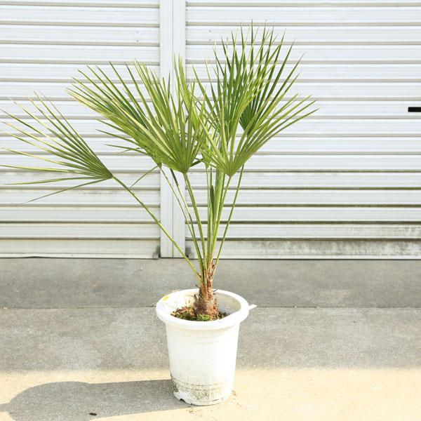 特大庭木 植木 ：チャメロプス・フミリス ヤシの木* 現品限り！ 佐川