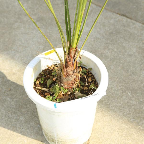 特大庭木 植木 :チャメロプス・フミリス ヤシの木* 現品限り 特大庭木 植木 :チャメロプス・フミリス ヤシの木* 現品限り