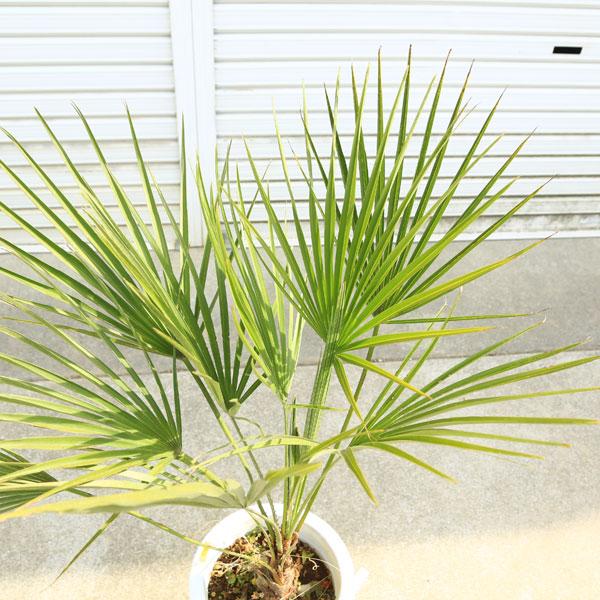 特大庭木 植木 :チャメロプス・フミリス ヤシの木* 現品限り 特大庭木 植木 :チャメロプス・フミリス ヤシの木* 現品限り
