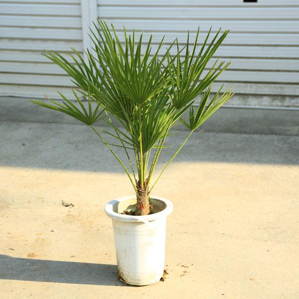 特撰庭木 植木 ：チャメロプス・フミリス セリフェラ ヤシの木* 現品