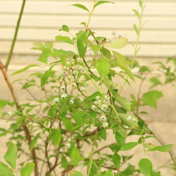 特選庭木・果樹 苗木：ブルーベリー*（ラビットアイ系）プレミア 特大