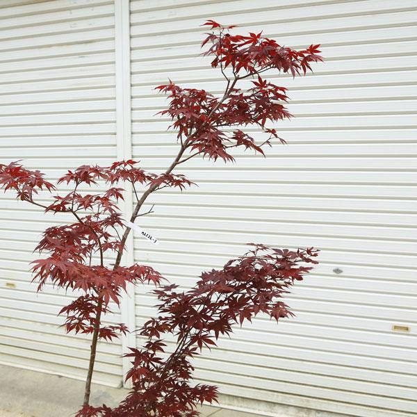 特撰庭木・植木：猩々野村もみじ（野村もみじ）赤葉 もみじ*紅葉 樹高