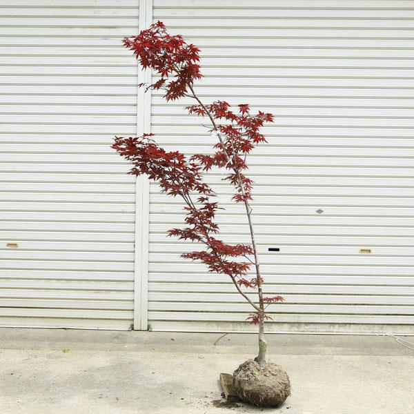 特撰庭木・植木：猩々野村もみじ（野村もみじ）赤葉 もみじ*紅葉 樹高