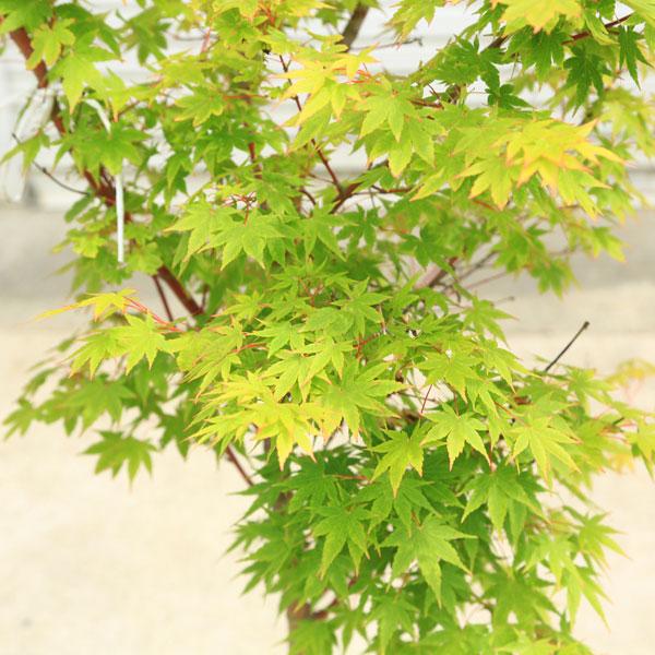 特撰庭木・植木：サンゴカクもみじ（珊瑚閣）*紅葉 樹高160cm 佐川
