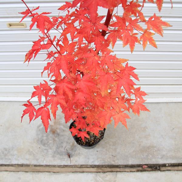 特撰庭木・植木：サンゴカクもみじ（珊瑚閣）*紅葉 樹高160cm 佐川