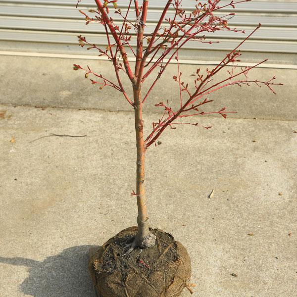 特撰庭木・植木：サンゴカクもみじ（珊瑚閣）*紅葉 樹高160cm 佐川
