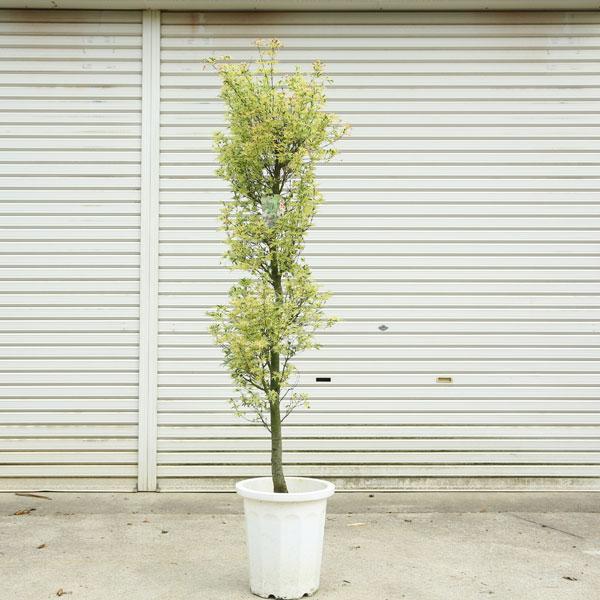 送料無料 庭木・植木：胡蝶の舞モミジ（こちょうのまい）* そのまま