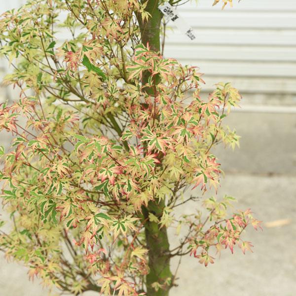 送料無料 庭木・植木：胡蝶の舞モミジ（こちょうのまい）* そのまま