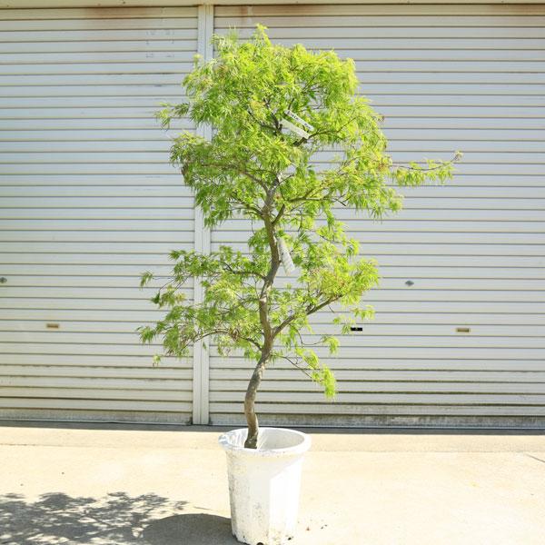 送料無料 庭木・植木：青しだれもみじ（青枝垂れ）* そのまま置ける大