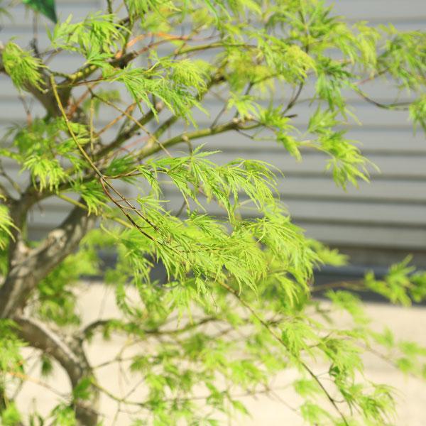 送料無料 庭木・植木：青しだれもみじ（青枝垂れ）* そのまま置ける大